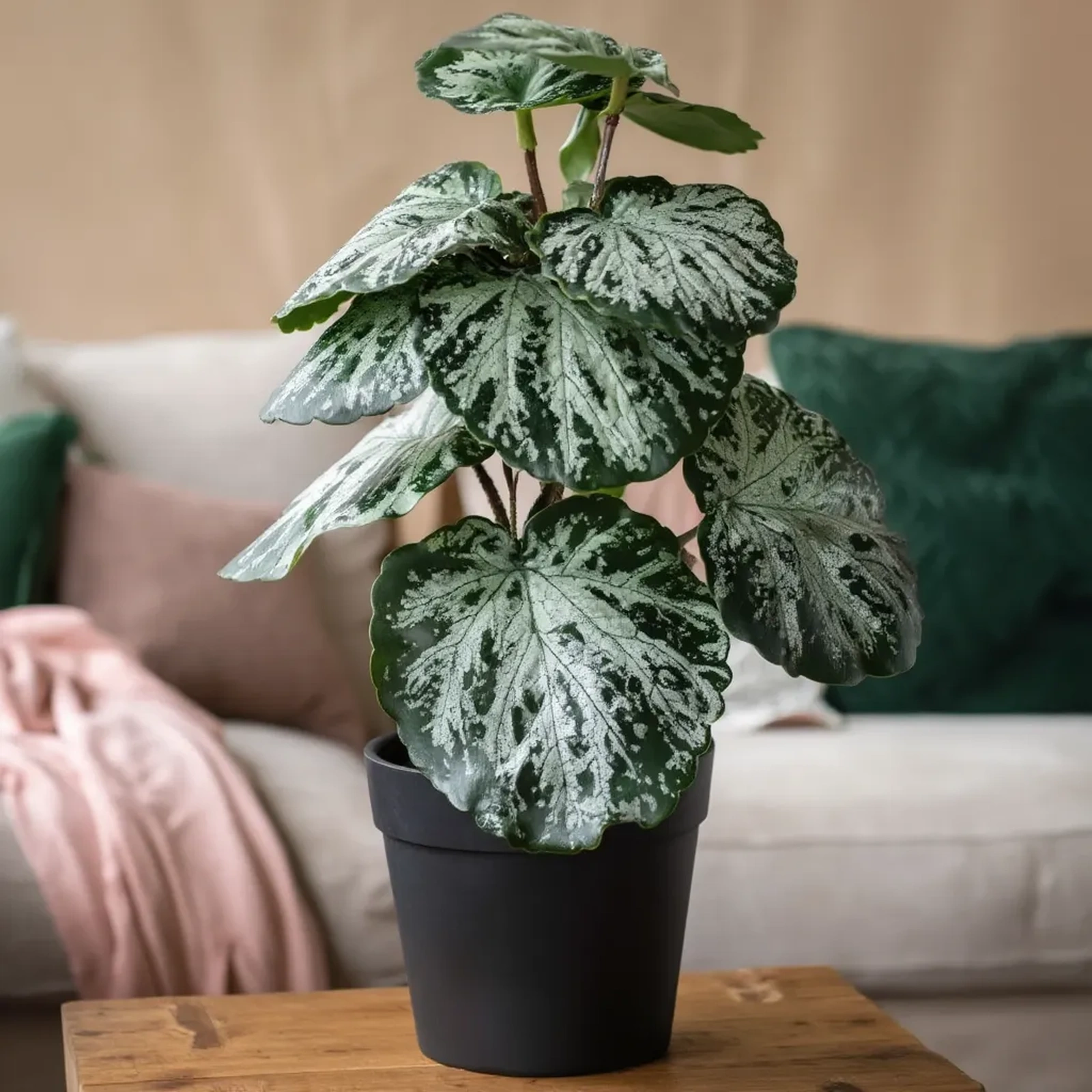 Artificial Potted Plant - Green & Silver Plastic Leaves - Kitchen essentials